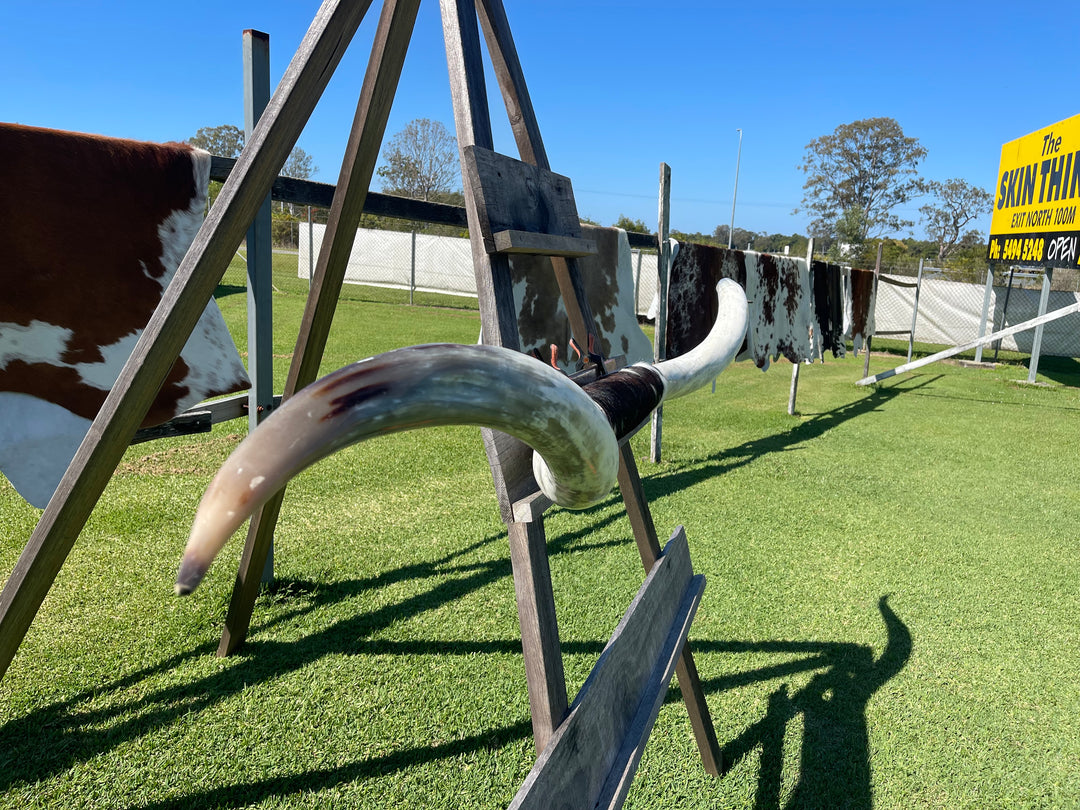 Mounted Cow Horns 40 (delivery extra on request)