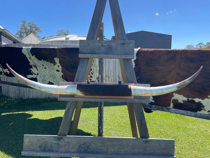 Mounted Cow Horns 53 (this set free delivery,can be dismantled )
