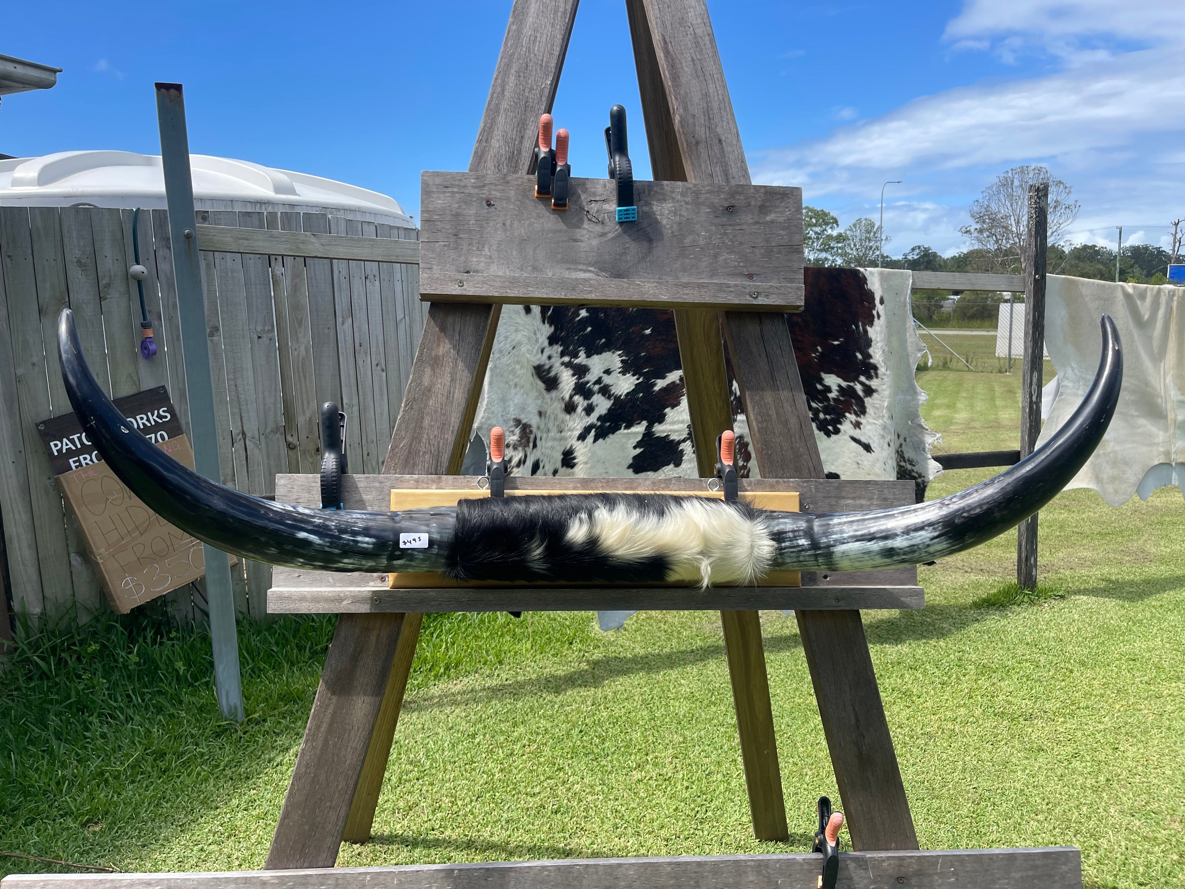 Mounted Cow Horns 09 (delivery extra on request )