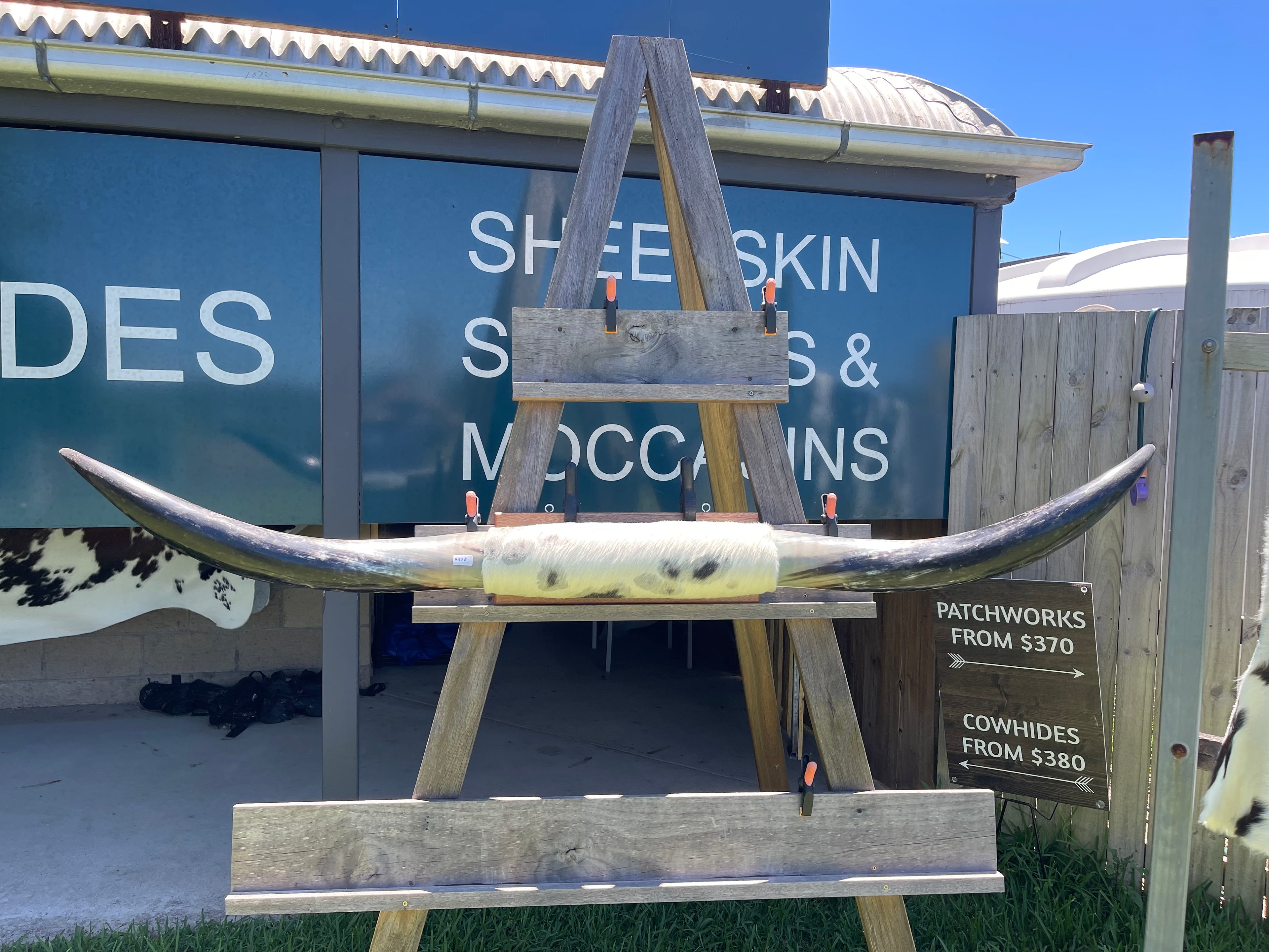 Mounted Cow Horns 10 (delivery extra on request)