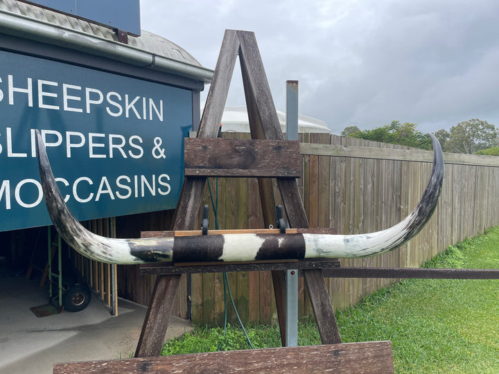 Mounted Cow Horns 44 (Extra for delivery on request)