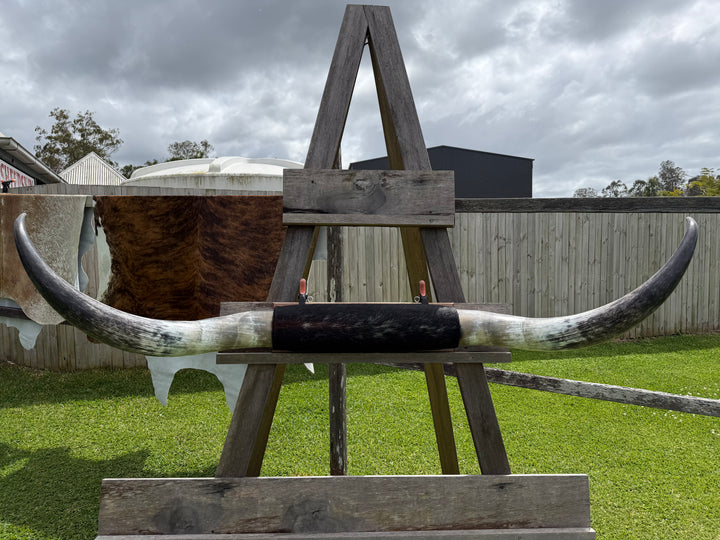 Mounted Cow Horns 06 (delivery extra on request)