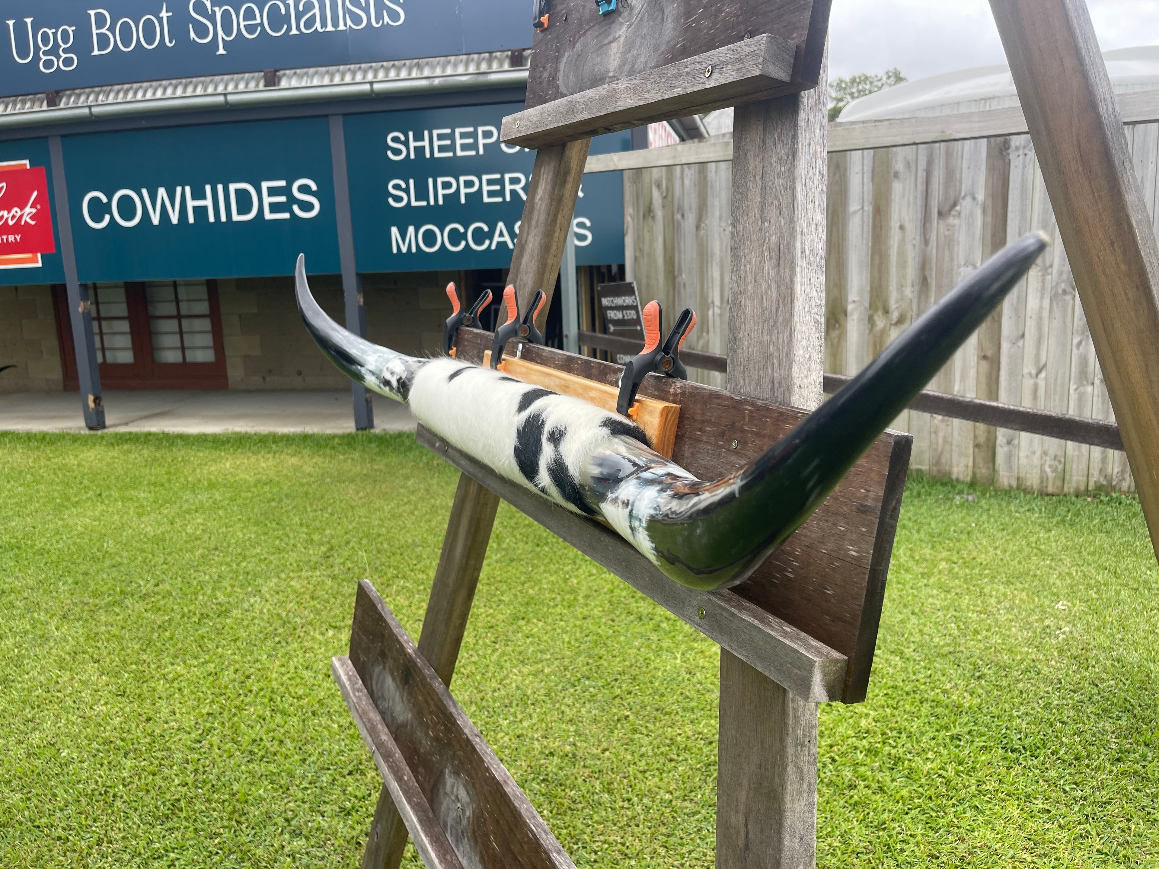 Mounted Cow Horns 21 (delivery extra on request)