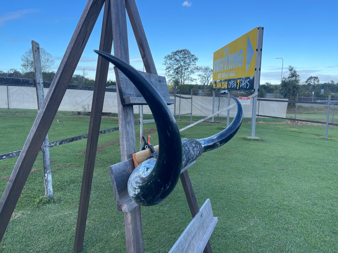 Mounted Cow Horns 52 (this set free delivery,can be dismantled )