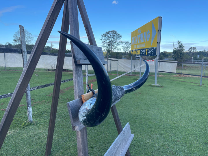 Mounted Cow Horns 52 (this set free delivery,can be dismantled )
