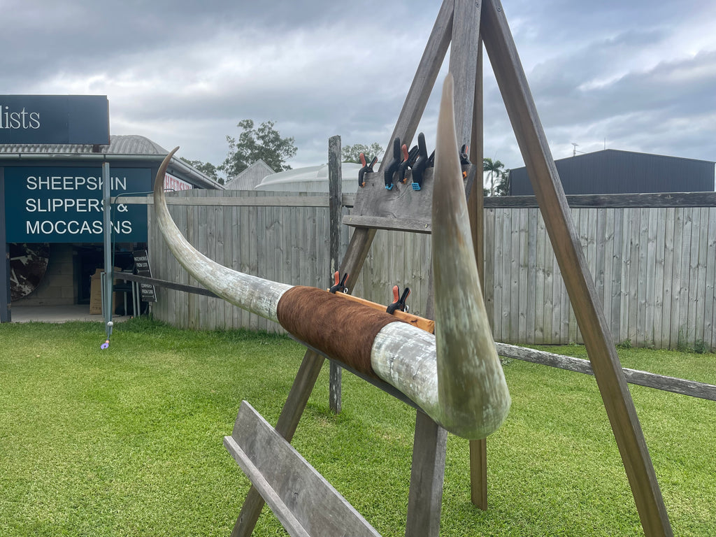 Mounted Cow Horns 49 (delivery extra on request)