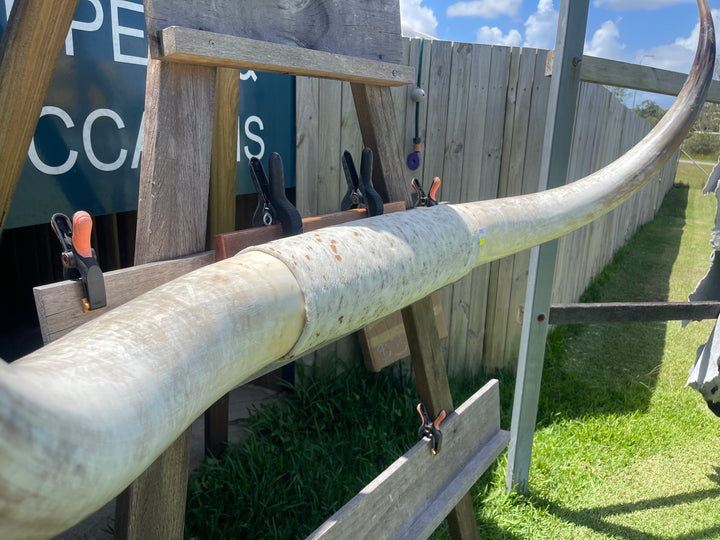 Mounted Cow Horns 37 (delivery extra on request)