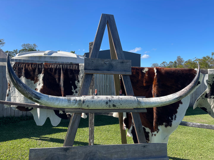 Mounted Cow Horns 45 (delivery extra on request)
