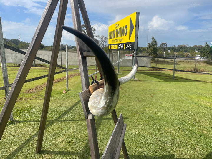Mounted Cow Horns 08 (delivery extra on request)