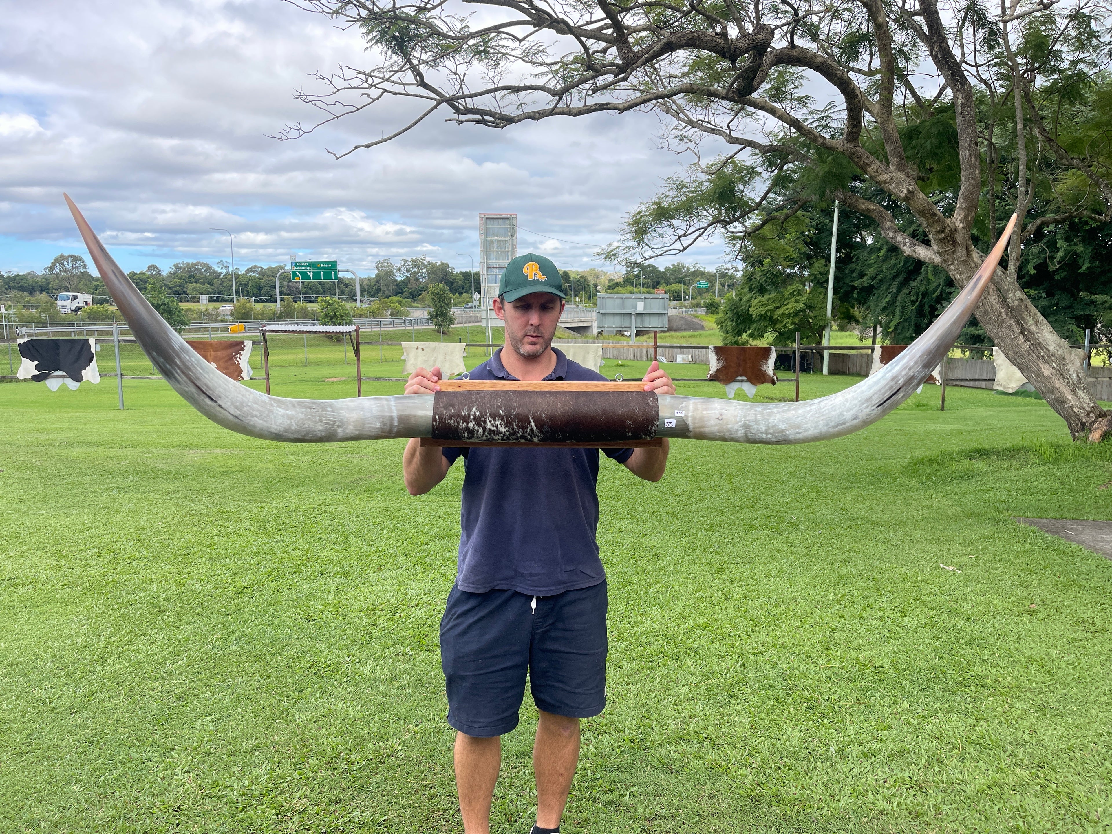 Mounted Cow Horns 35 (delivery extra on request)