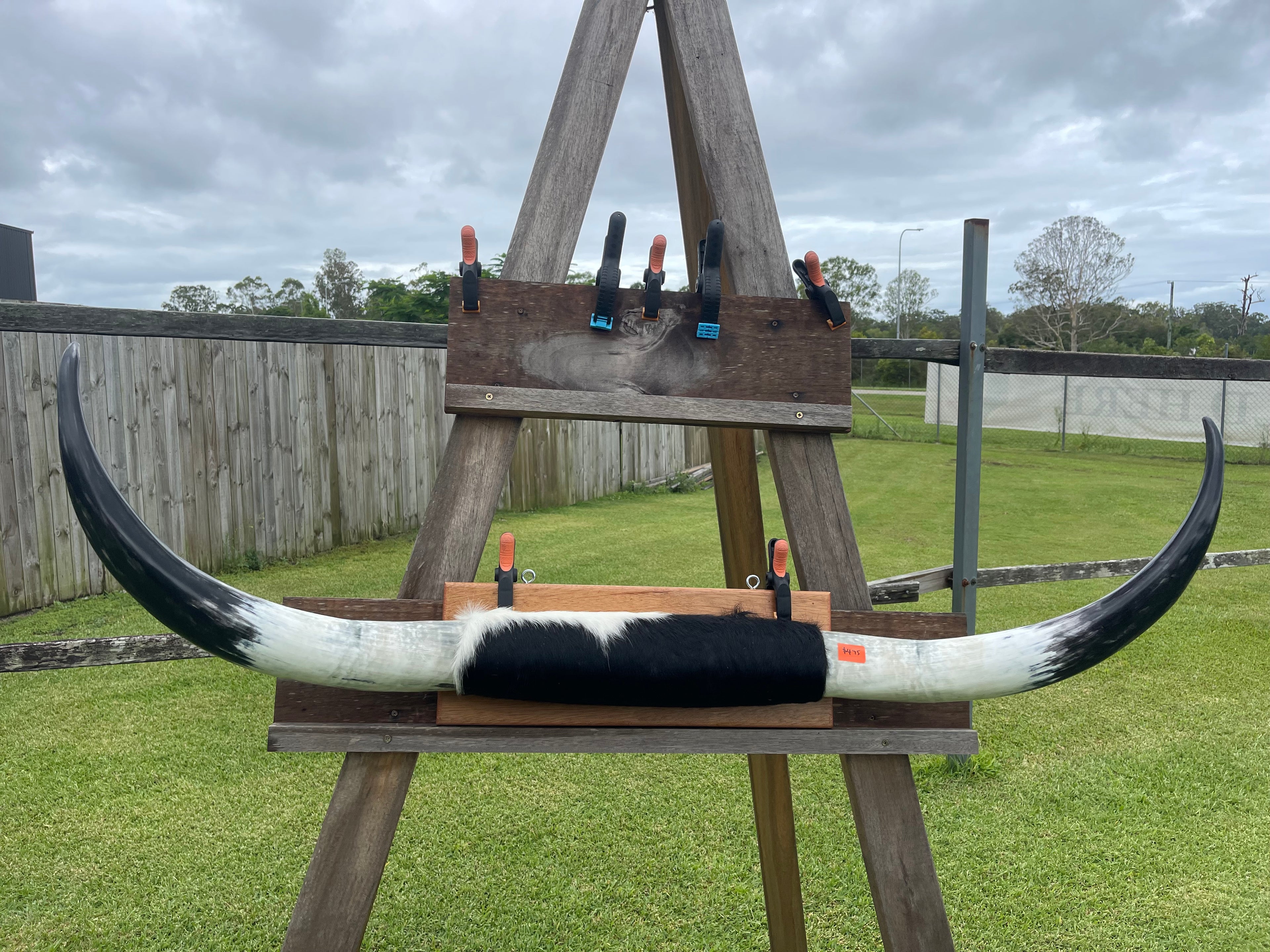 Mounted Cow Horns 19 (delivery extra on request)