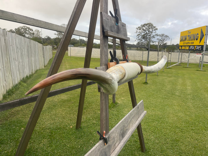 Mounted Cow Horns 29 (delivery extra on request)