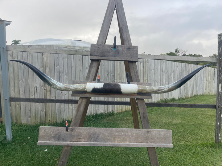 Mounted Cow Horns 05 (delivery extra on request)