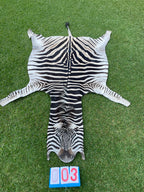 Specialty Skin - South African Zebra Skin (Real)