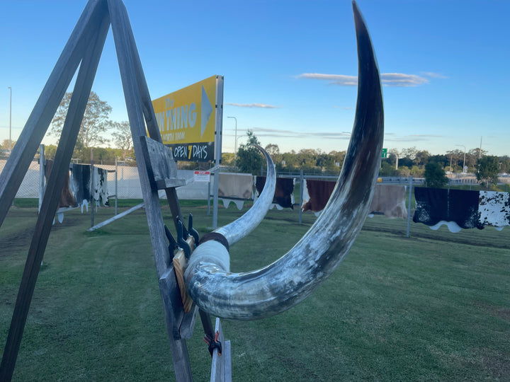 Mounted Cow Horns 51 (this set free delivery,can be dismantled )