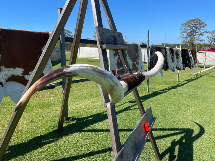 Mounted Cow Horns 35 (delivery extra on request)