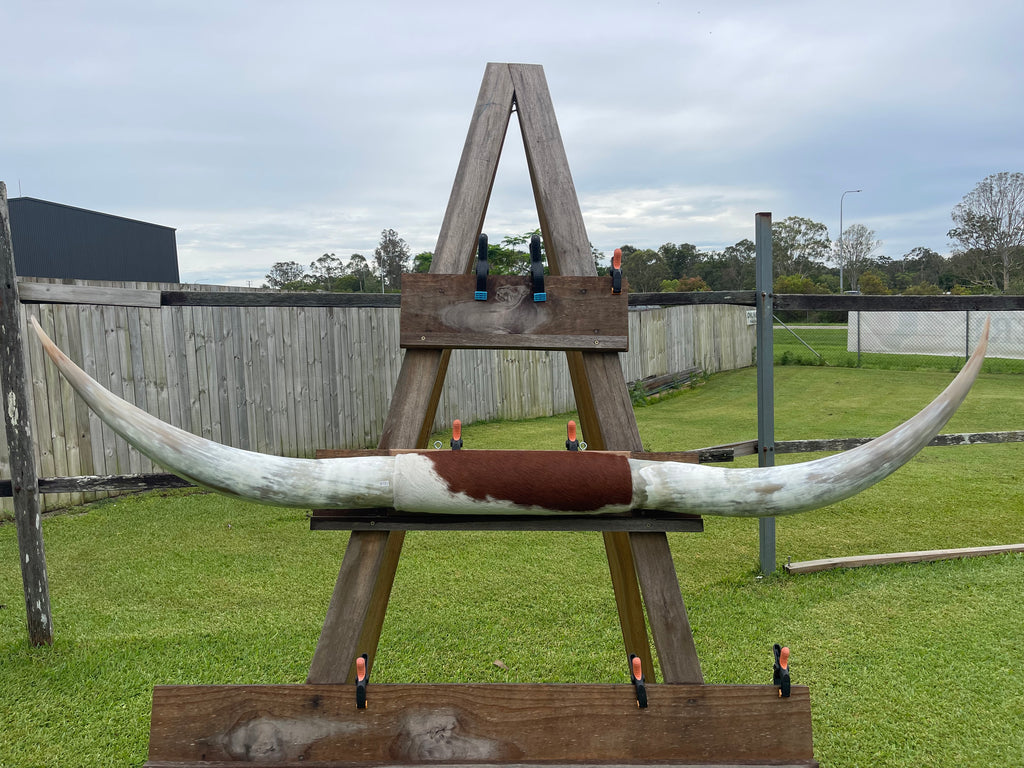 Mounted Cow Horns 43 (delivery extra on request)