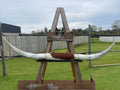 Mounted Cow Horns 43 (delivery extra on request)