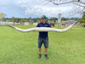 Mounted Cow Horns 51 (this set free delivery,can be dismantled )
