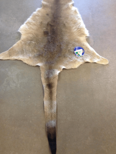 Specialty Skin - Kangaroo