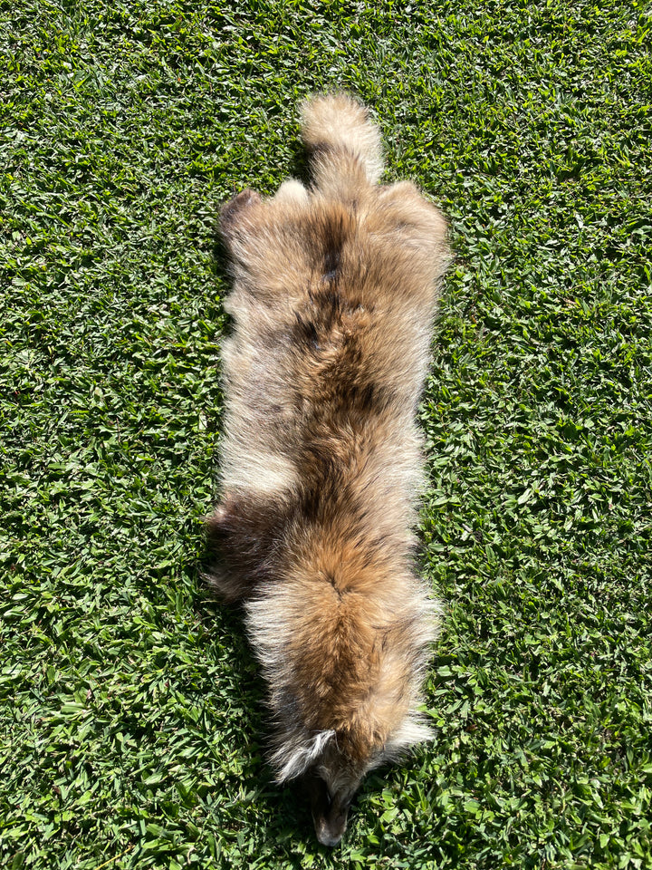 Specialty Skin - Raccoon dog