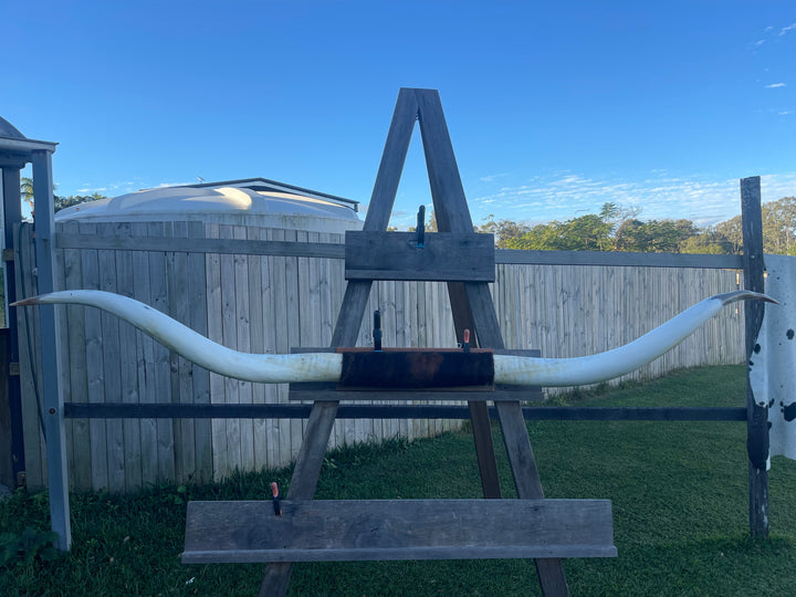 Mounted Cow Horns 32 (delivery extra on request)