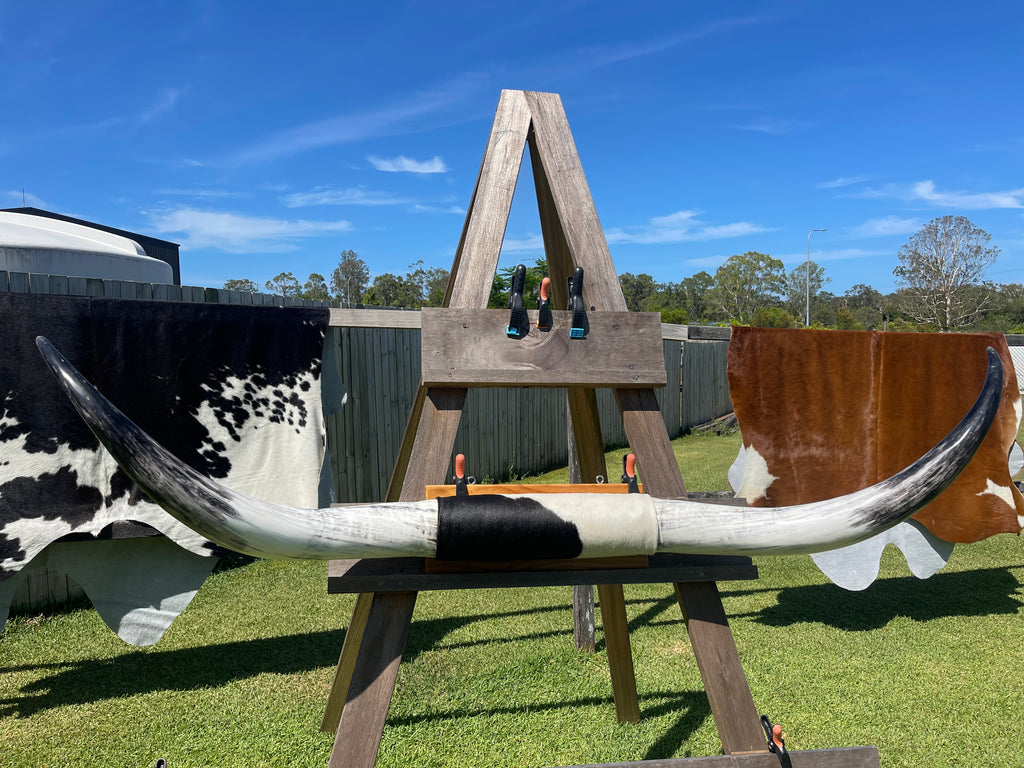 Mounted Cow Horns 02 (delivery extra on request)