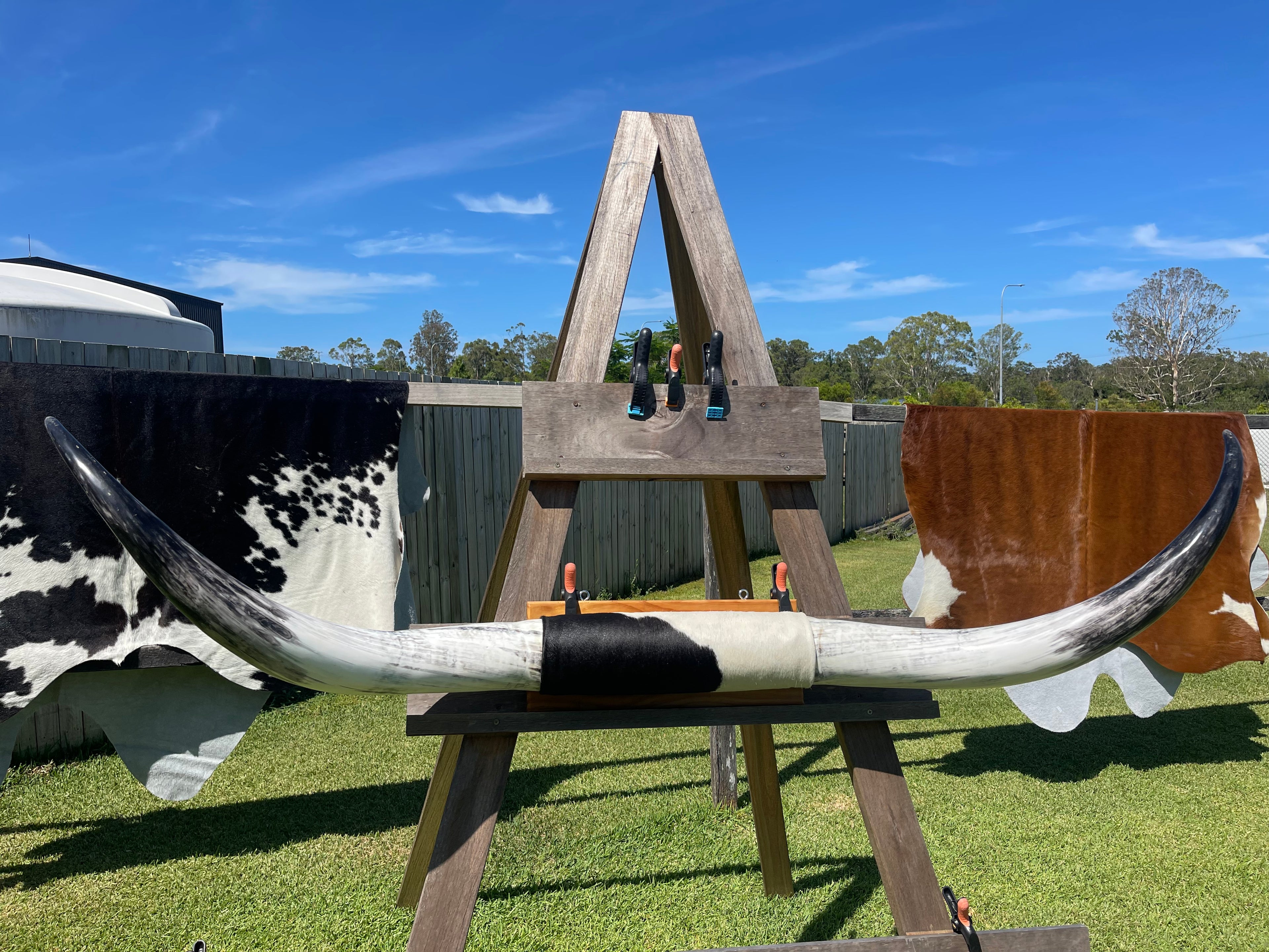 Mounted Cow Horns 02 (delivery extra on request)