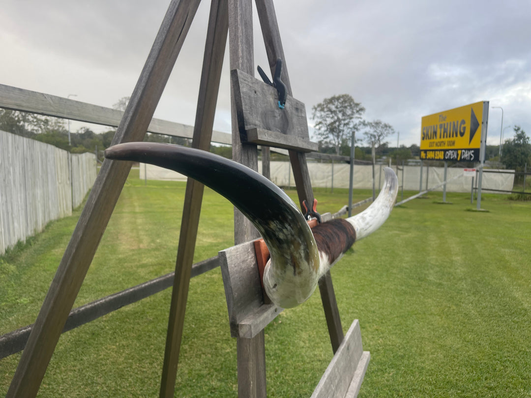 Mounted Cow Horns 28 (delivery extra on request)