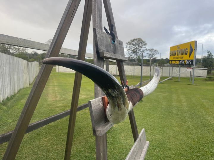 Mounted Cow Horns 28 (delivery extra on request)
