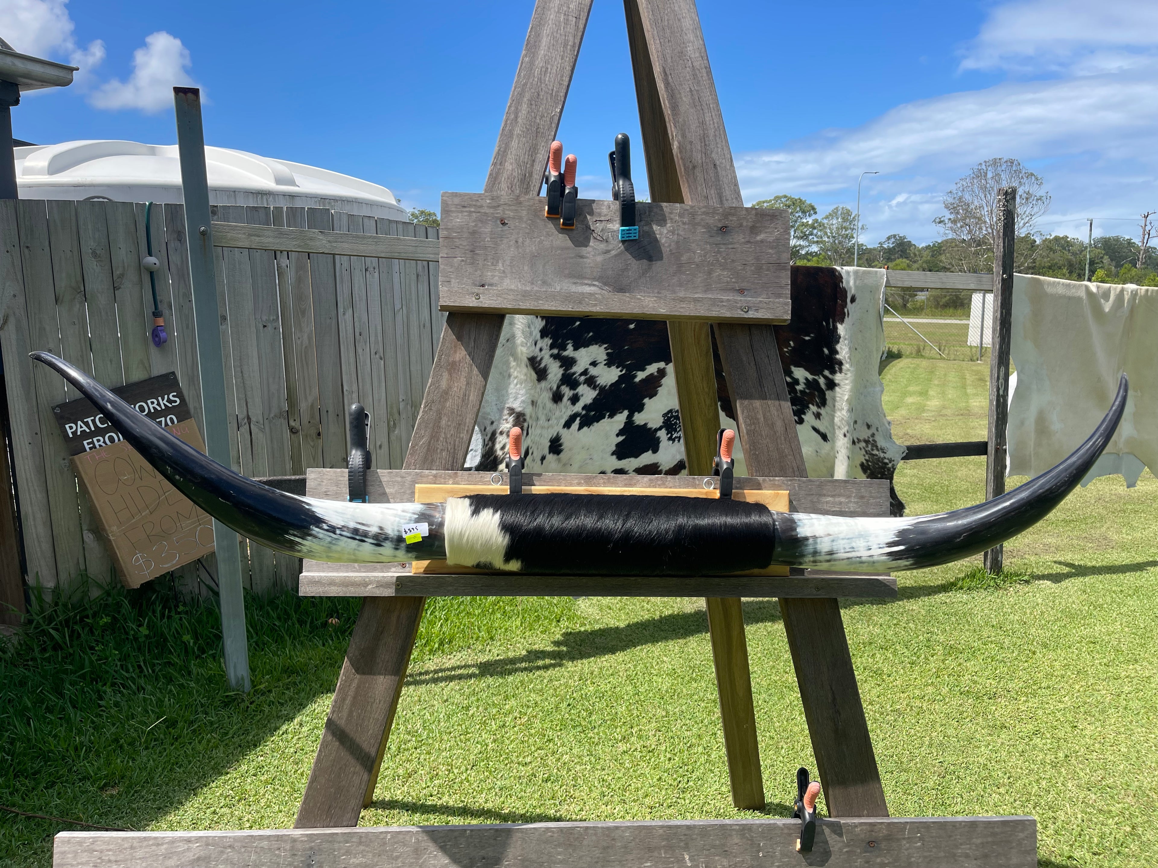 Mounted Cow Horns 13 (delivery extra on request)