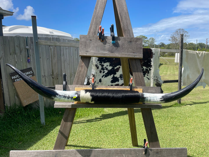Mounted Cow Horns 13 (delivery extra on request)