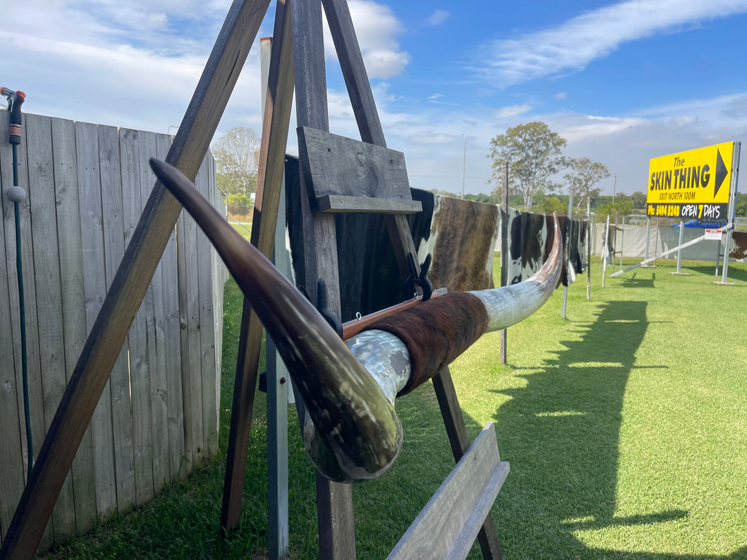 2nd grade Mounted Cow Horns 47 (delivery extra on request)