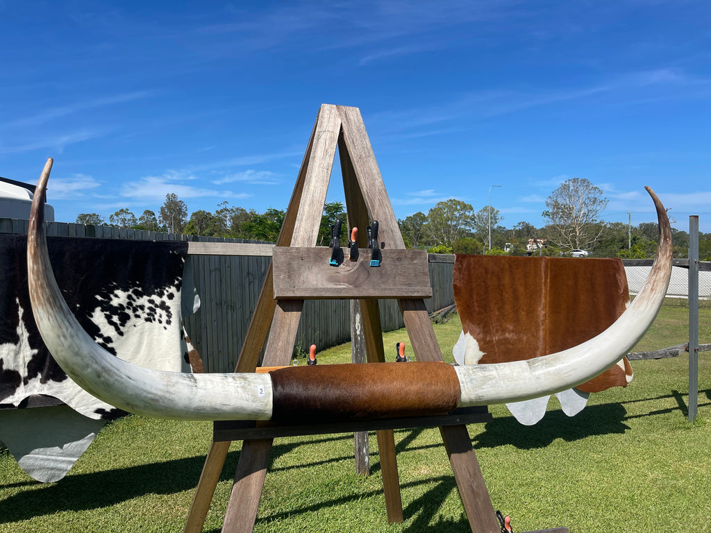 Mounted Cow Horns 03 (delivery extra on request