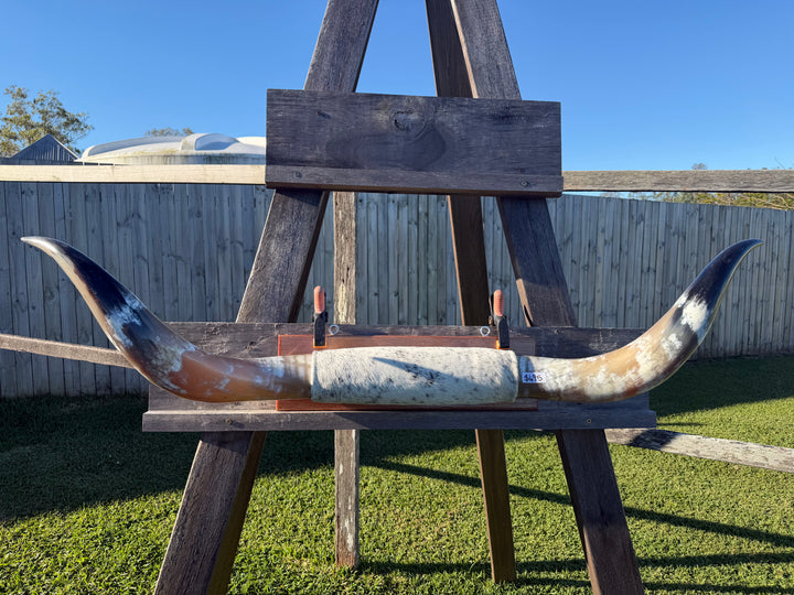Mounted Cow Horns 24 (delivery extra on request)