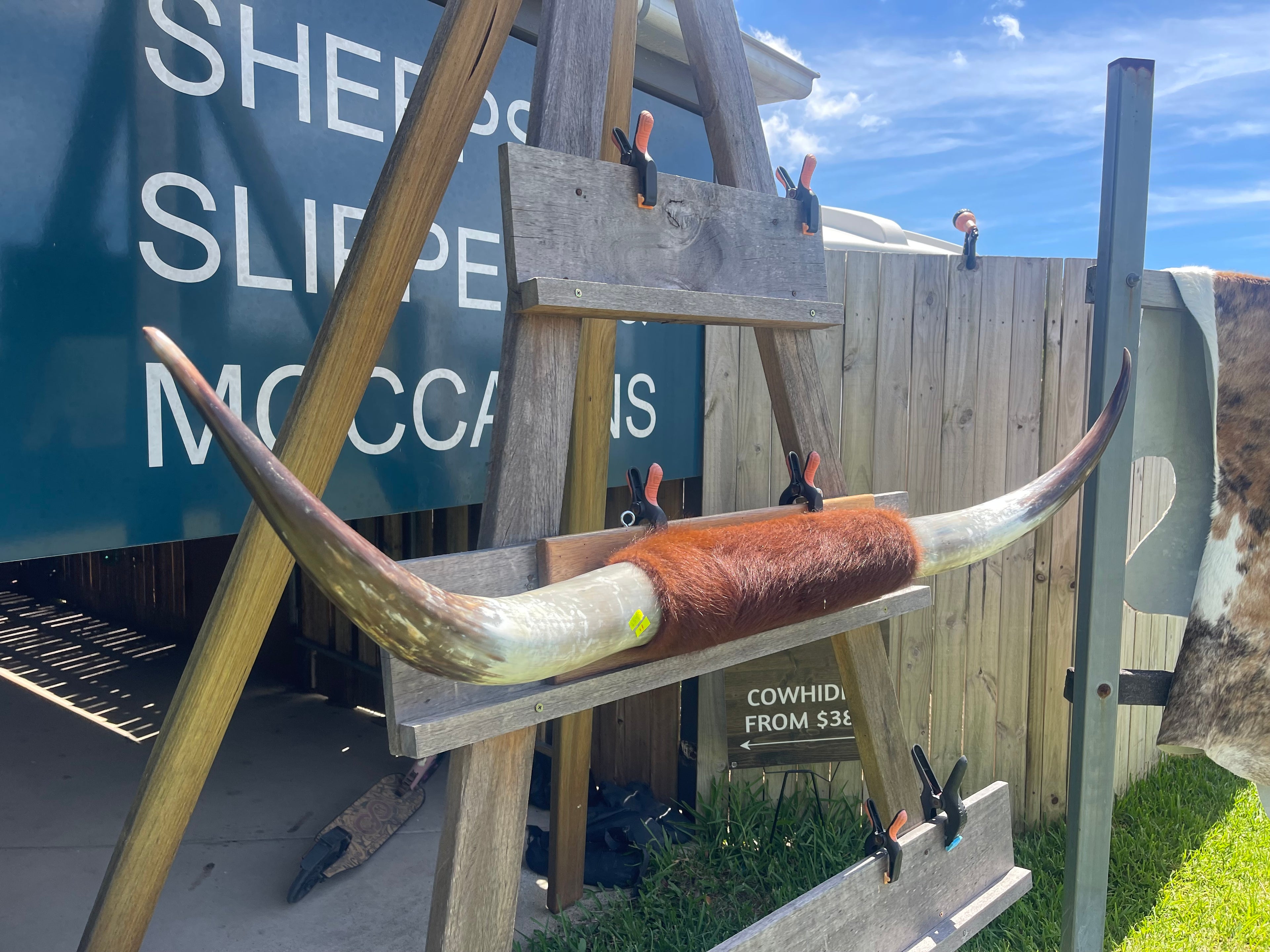 Mounted Cow Horns 11 (delivery extra on request)