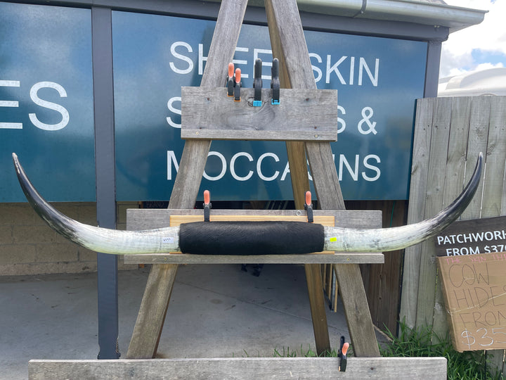 Mounted Cow Horns 30 (delivery extra on request)