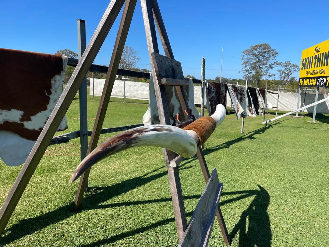 Mounted Cow Horns 29 (delivery extra on request)