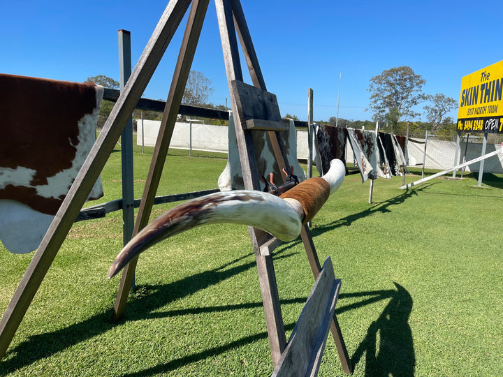 Mounted Cow Horns 29 (delivery extra on request)