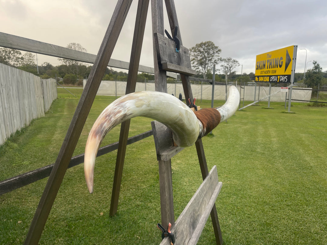 Mounted Cow Horns 21 (delivery extra on request)