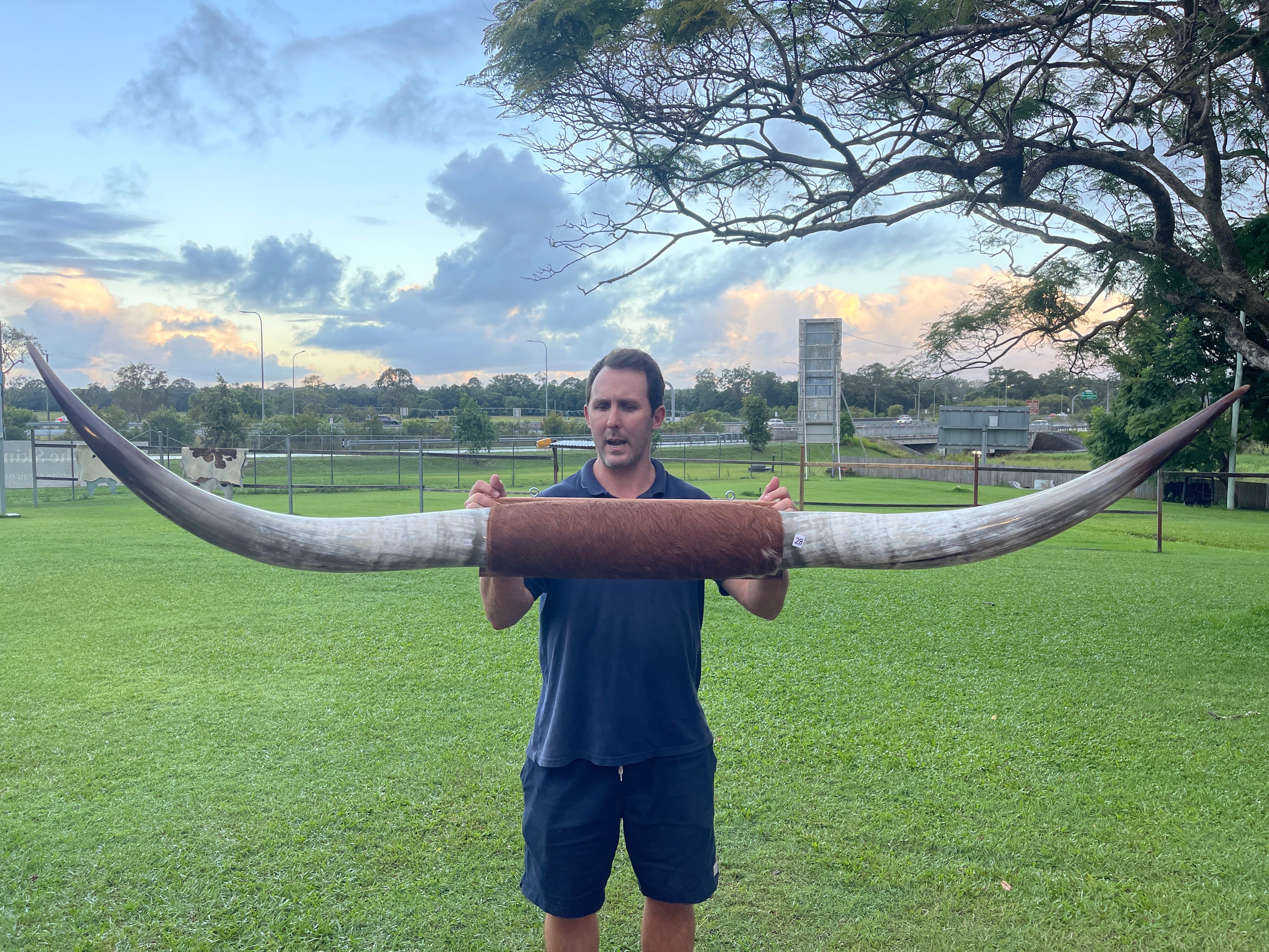 Mounted Cow Horns 28 (delivery extra on request)