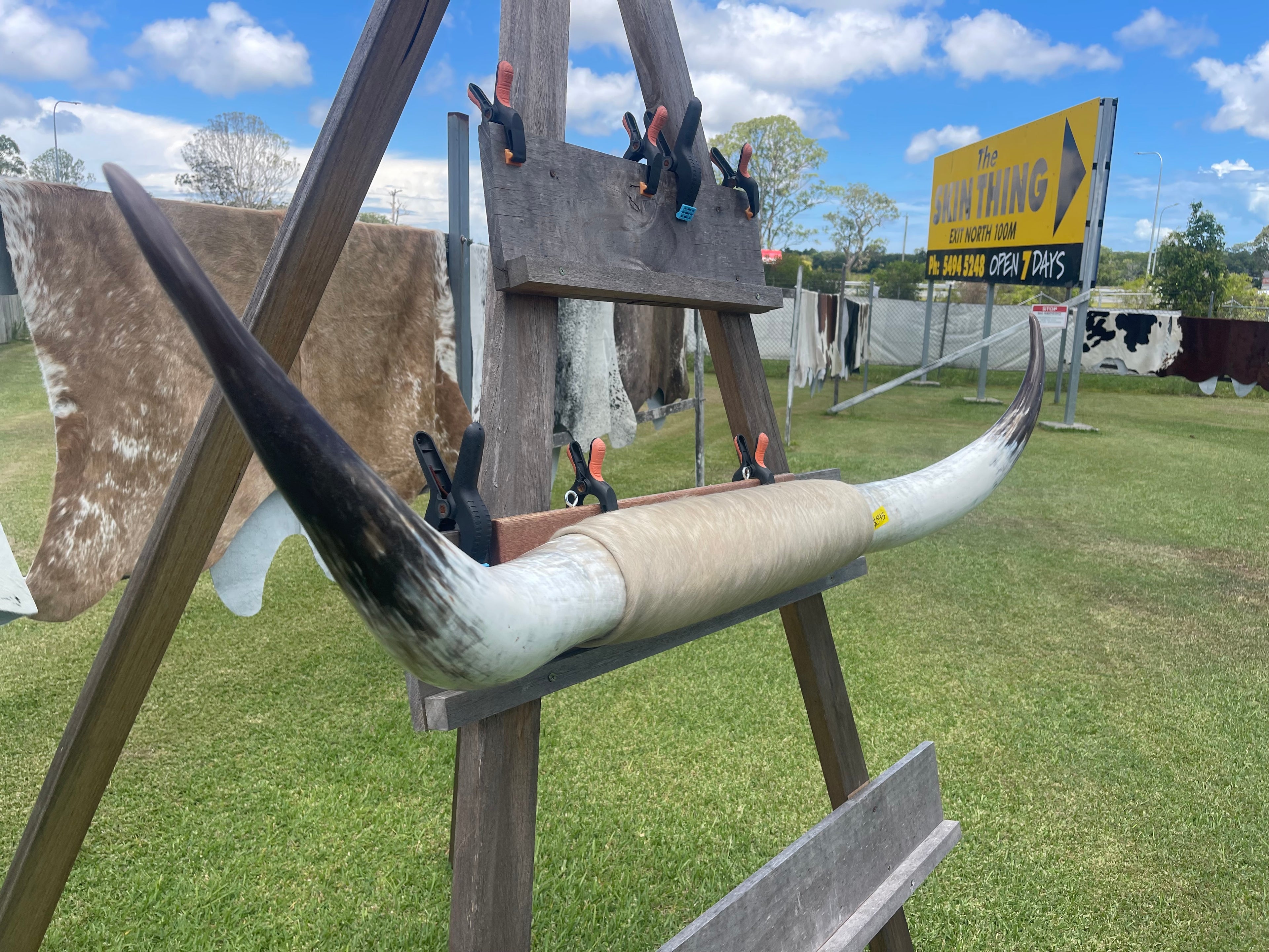 Mounted Cow Horns 07 (delivery extra on request)