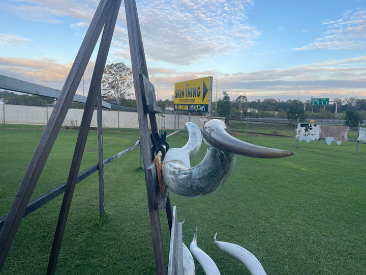 Mounted Cow Horns 43 (delivery extra on request)