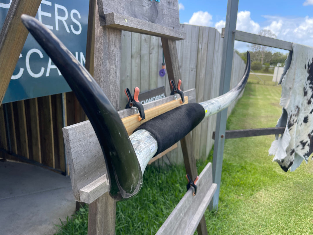 Mounted Cow Horns 30 (delivery extra on request)