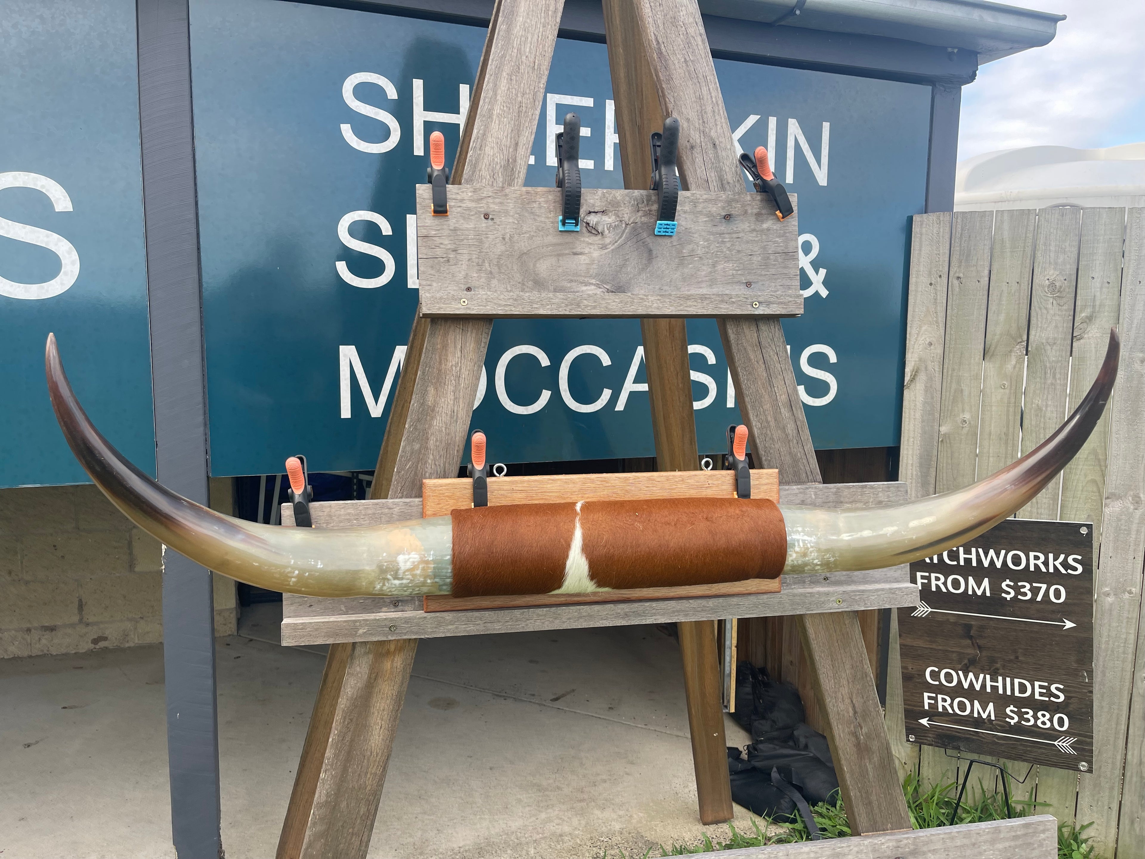 Mounted Cow Horns 05 (delivery extra on request)