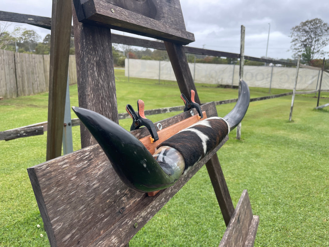 Mounted Cow Horns 03 (delivery extra on request)