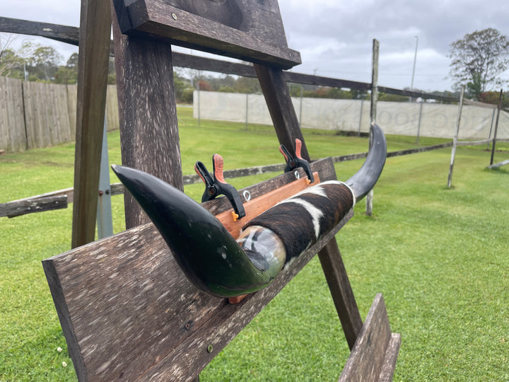 Mounted Cow Horns 03 (delivery extra on request)