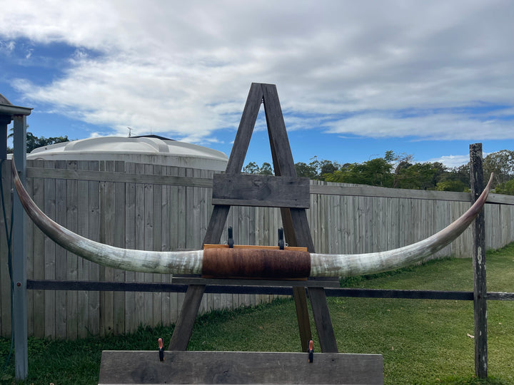 Mounted Cow Horns 55 (this set free delivery,comes dismantled )