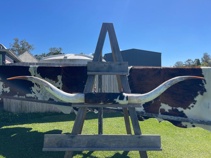 Mounted Cow Horns 55 (this set free delivery,comes dismantled )