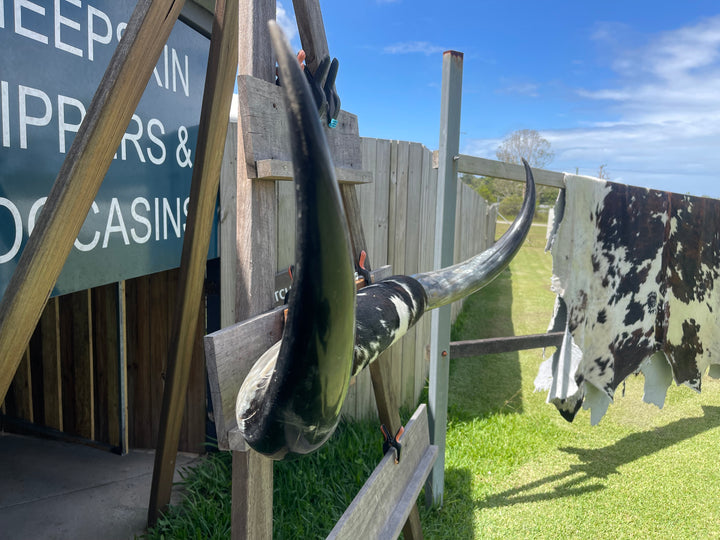 Mounted Cow Horns 25 (delivery extra on request)